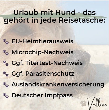 Mit dem Hund in den Urlaub – diese Dokumente musst du dabei haben | Vellino